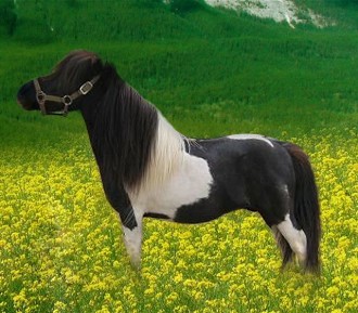 FALABELLA